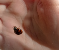 Harmonia axyridis