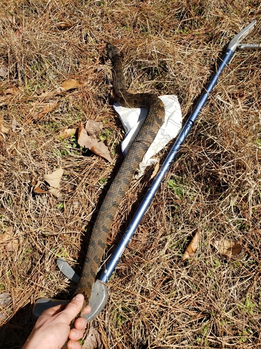 Diamondback Water Snake