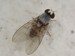 Leucophenga maculata