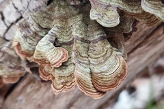 Stereum insignitum
