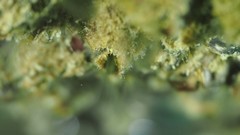 Chthamalus stellatus