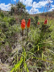 Kniphofia linearifolia