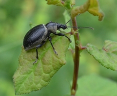 Otiorhynchus vehemens