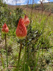Kniphofia linearifolia