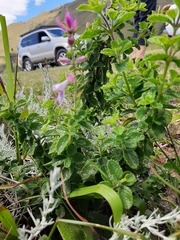 Syncolostemon stalmansii