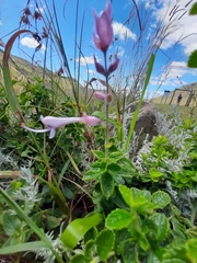 Syncolostemon stalmansii