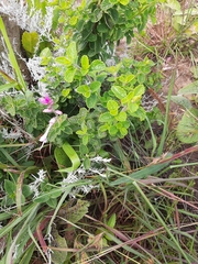Syncolostemon stalmansii
