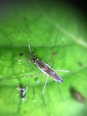 Gerris latiabdominis