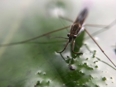 Gerris latiabdominis