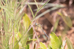 Orthetrum machadoi