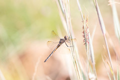 Zygonyx natalensis