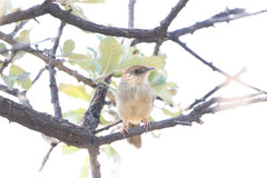 Cisticola aberrans