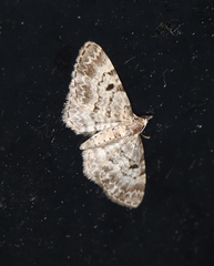 Eupithecia abietaria