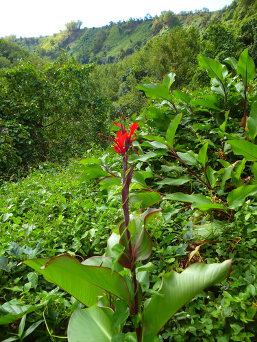 Canna indica image