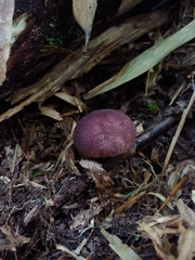 Lycoperdon fuligineum