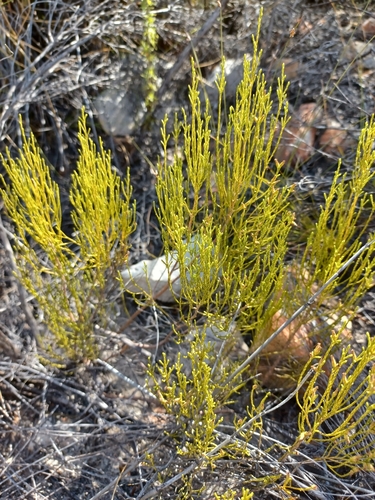 Image of Dicerothamnus adpressus by (c) Danie Palm, some rights reserved (CC BY)