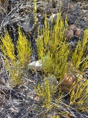 Dicerothamnus adpressus