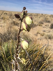 Yucca baileyi