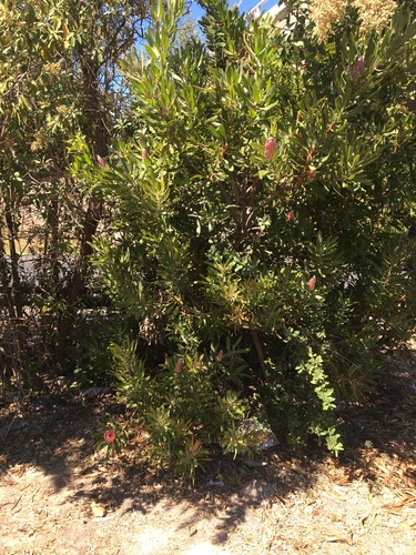 Candida (Protea magnifica)