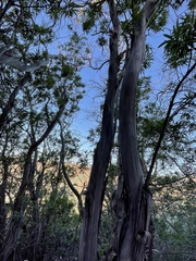 Lyonothamnus floribundus