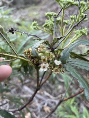 Lyonothamnus floribundus