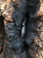 Aegus subnitidus subnitidus