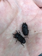 Aegus subnitidus subnitidus