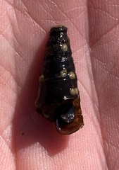 Pleurocera pyrenella