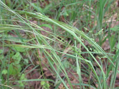 Stipa borysthenica