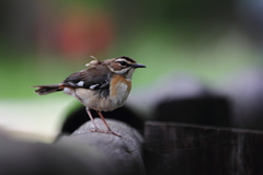 Cercotrichas quadrivirgata