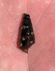 Pleurocera pyrenella