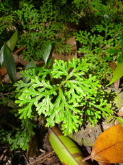 Selaginellaceae
