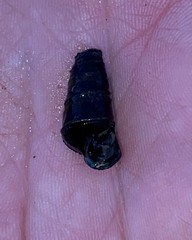 Pleurocera pyrenella