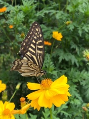 Papilio xuthus
