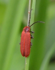 Lopheros rubens