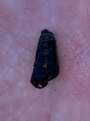 Pleurocera pyrenella