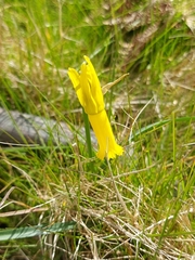 Narcissus cyclamineus