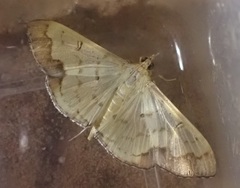 Meroctena staintonii