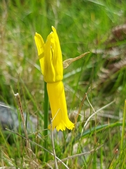 Narcissus cyclamineus