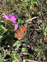 Aglais io