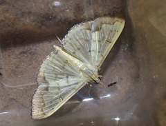 Meroctena staintonii