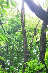 Dendrocopos major