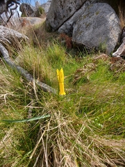 Narcissus cyclamineus