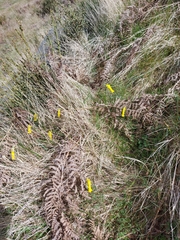 Narcissus cyclamineus