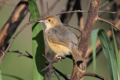 Cisticola erythrops