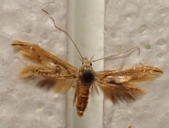 Trachydora chrysodoxa