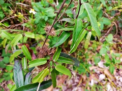 Cryptolepis sinensis