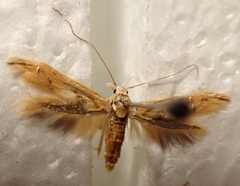 Trachydora chrysodoxa
