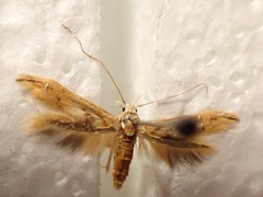 Trachydora chrysodoxa