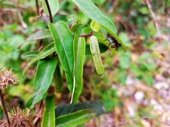 Cryptolepis sinensis